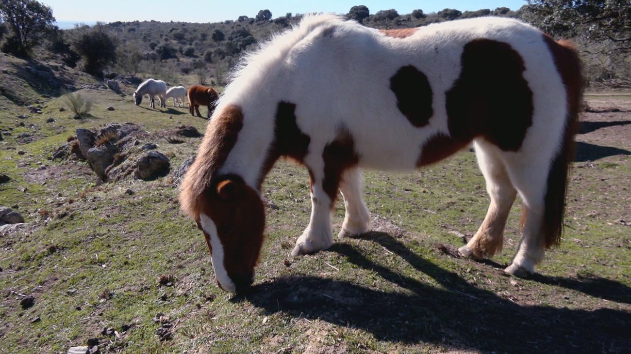 ¿Qué diferencias hay entre un poni y un caballo?