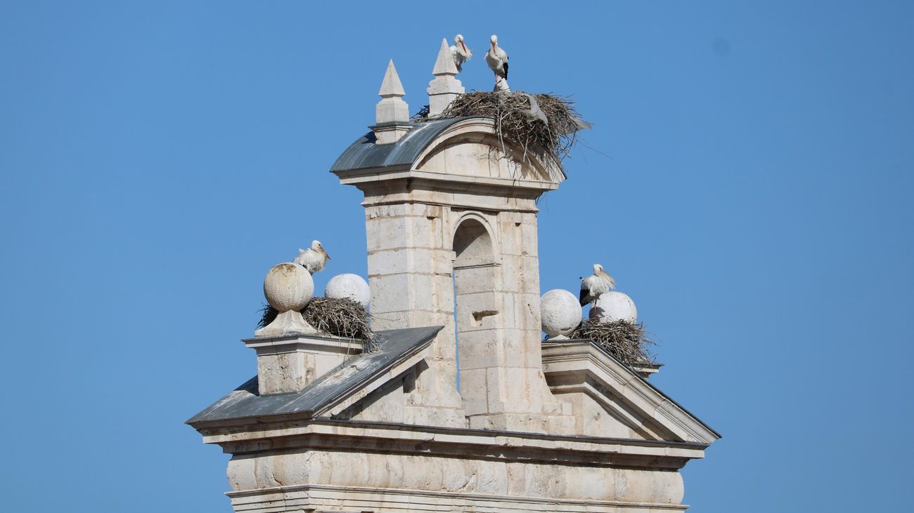 Alcalá tiene 'empadronadas' 105 parejas de cigüeñas blancas
