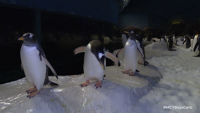 Mi cámara y yo: Bajo cero