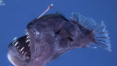 Avistan un pez diablo negro a plena luz del día cerca de la costa de Tenerife