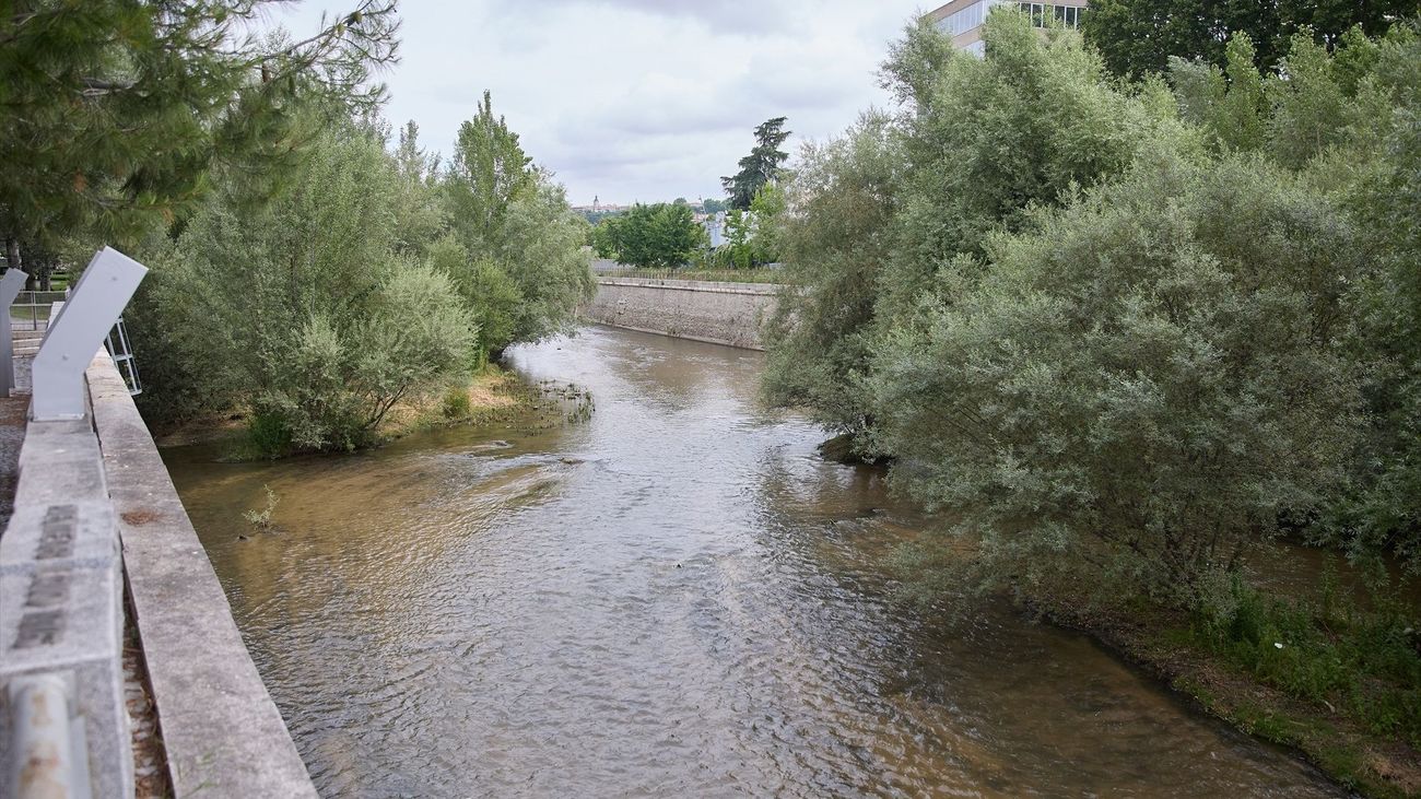 Bacterias, hongos y plantas para limpiar de paracetamol y antihistamínicos el río Manzanares