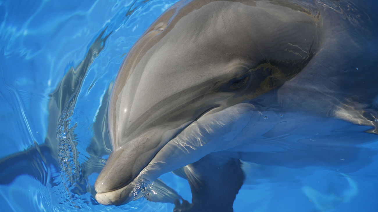 Madrid se queda sin sus delfines, el Zoo Aquarium los traslada a China