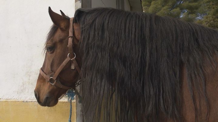 Caballo de carruajes / Redacción