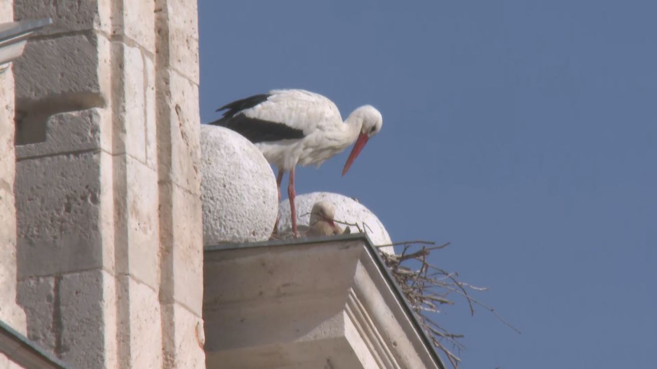 Un recorrido por la Ruta de las Cigüeñas de Alcalá de Henares