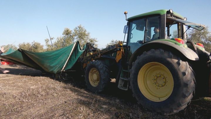Recogida aceituna negra / Redacción