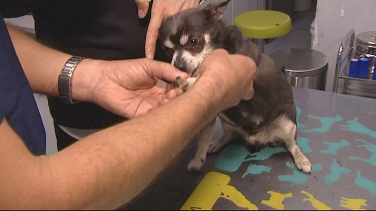 Así afecta a tu mascota el control de antibióticos impuesto  a los veterinarios