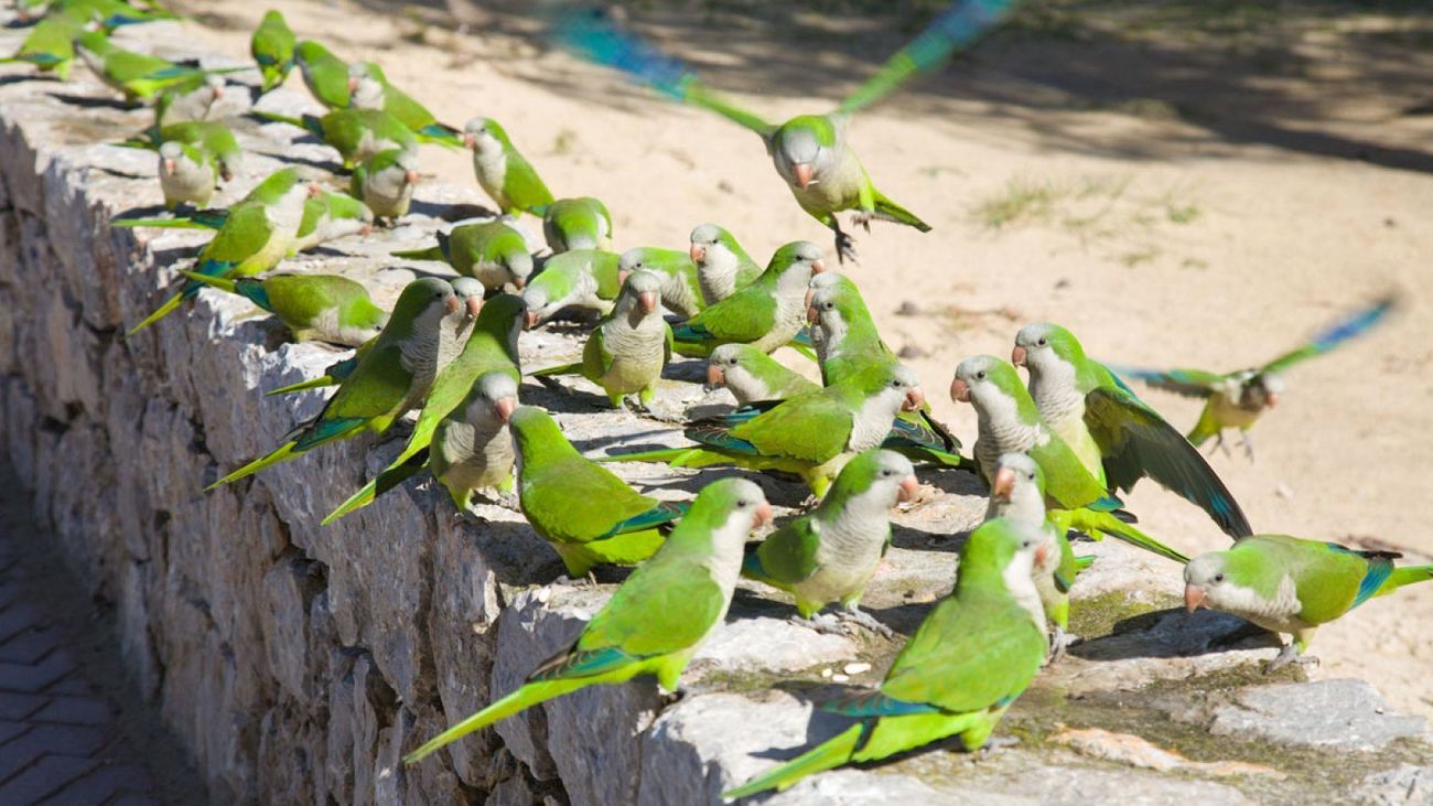 Una plaga de cotorras argentinas invade San Fernando de Henares