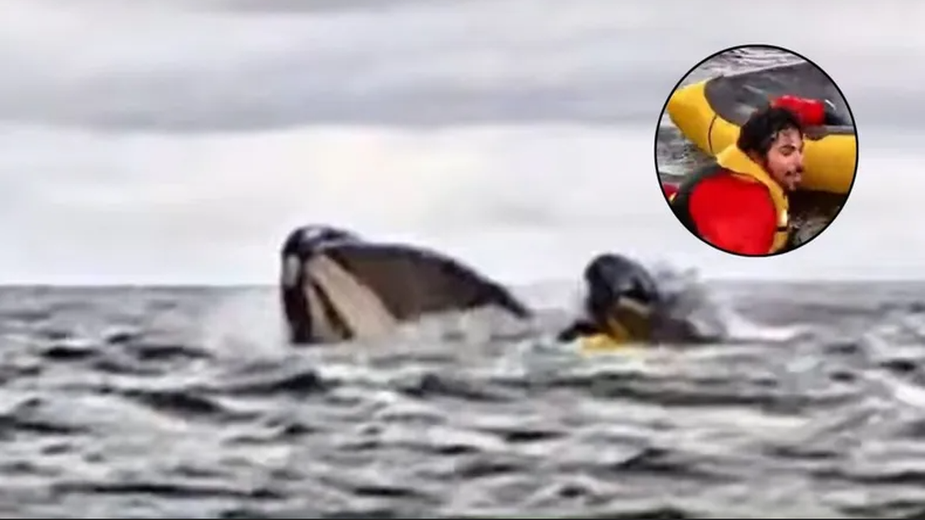 Un piragüista, tragado y escupido por una ballena