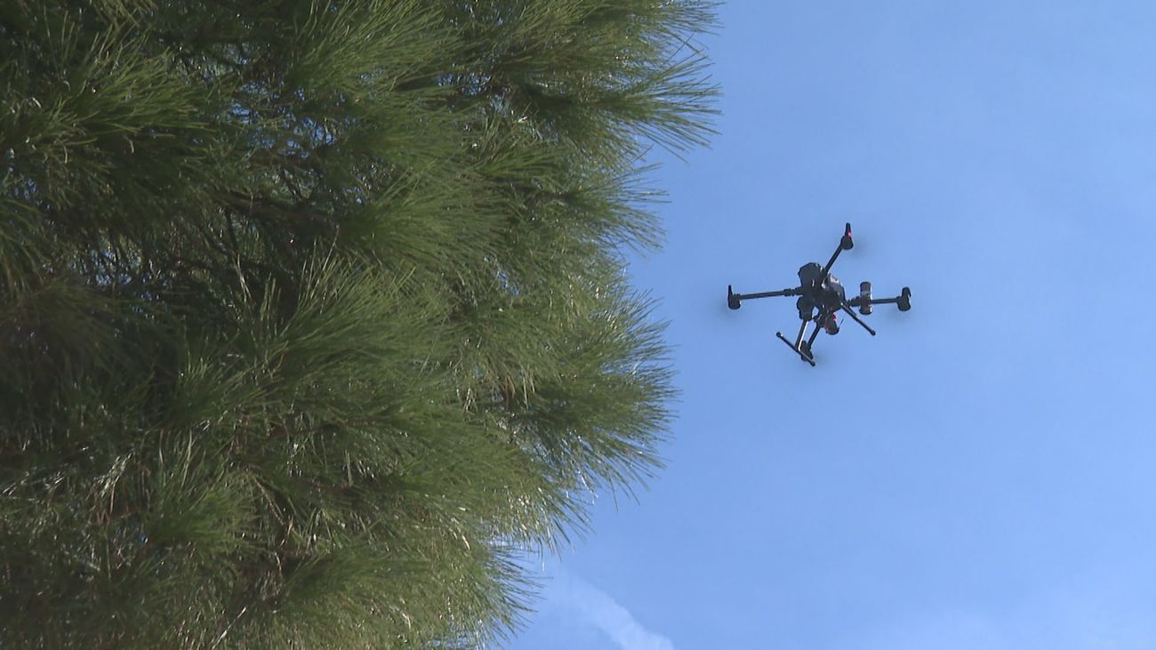 Drones para combatir la procesionaria en los árboles de Madrid capital