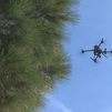 Drones para combatir la procesionaria en los árboles de Madrid capital
