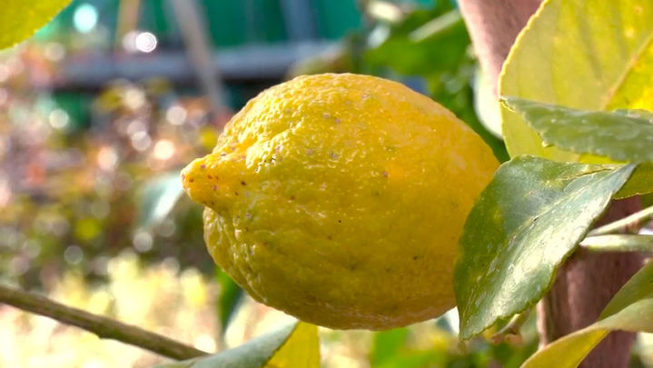 Limonero / Redacción