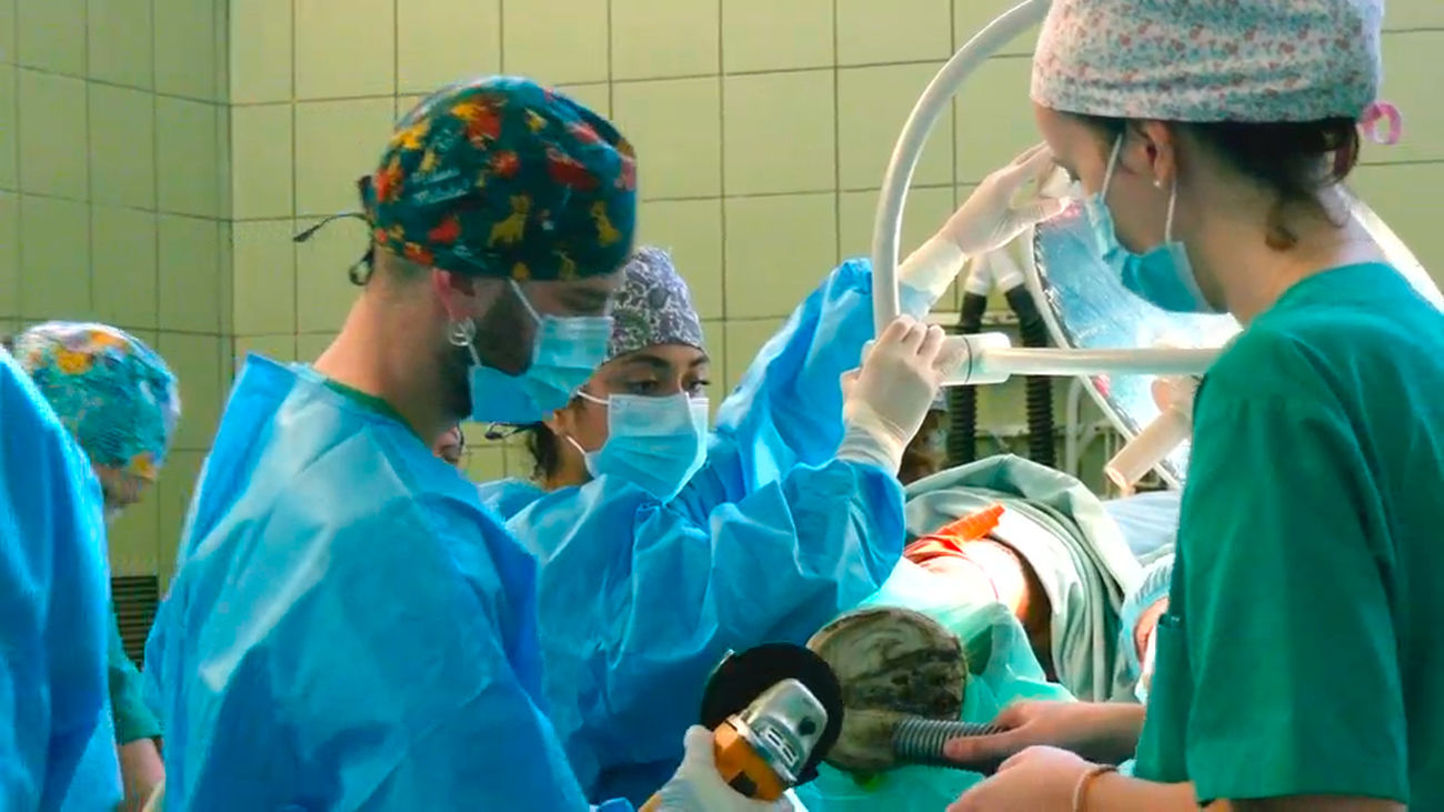 ¿Cómo es la operación de un caballo? Así es una de estas intervenciones en el Hospital Clínico Complutense