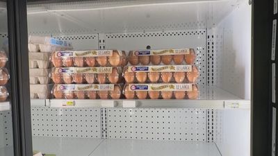 Una docena, 16 dólares:  los huevos, un producto de lujo en Estados Unidos