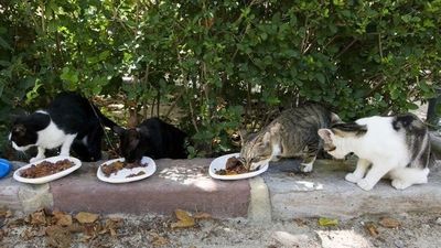 Alimentar a los gatos callejeros por tu cuenta, en Sanse te puede costar hasta 1.500 euros de multa