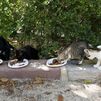 Alimentar a los gatos callejeros por tu cuenta, en Sanse te puede costar hasta 1.500 euros de multa