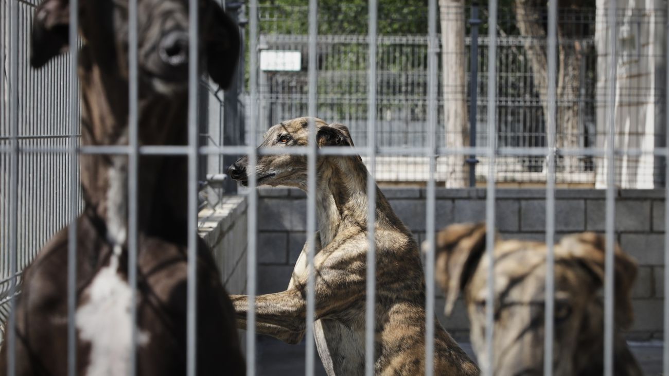 Más adopciones de mascotas y menos abandonos en Madrid