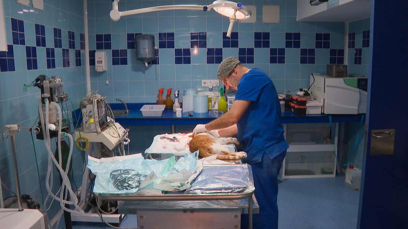 Los veterinarios rechazan la nueva norma de medicamentos y anuncian movilizaciones