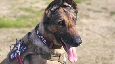 Zeus y Poppet, héroes de cuatro patas que ya han logrado un hogar