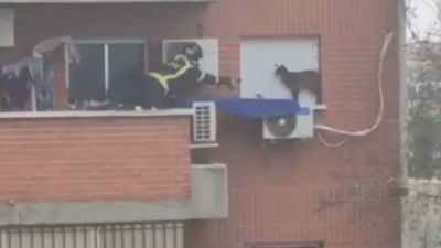 Rescatan a una cabra de la ventana de un quinto piso en Villaverde