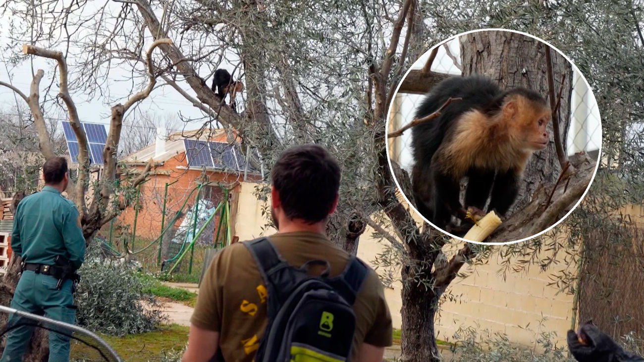 Tráfico ilegal de animales: rescatan un mono capuchino en Mejorada del Campo