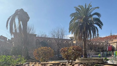 Ciempozuelos tala dos palmeras centenarias de la Plaza Mayor afectadas por una plaga