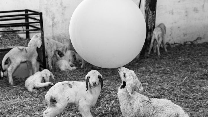 Fotografía de Luis Mendía en la exposición 'Pastores ayer y hoy' / LUIS MENDÍA