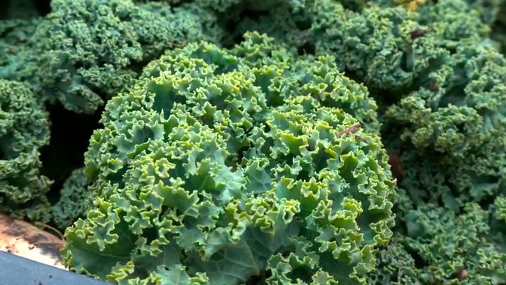 Verduras antiguas / Redacción