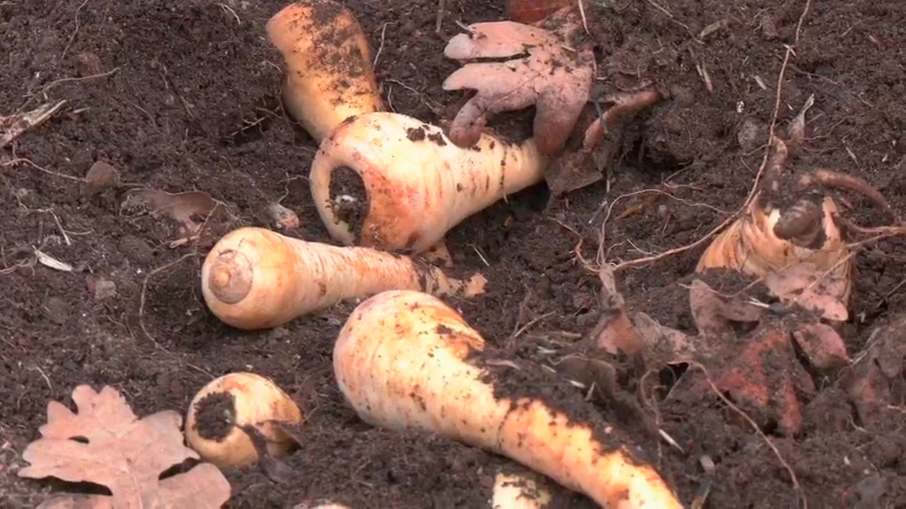 Verduras antiguas para no perder la biodiversidad en las huertas