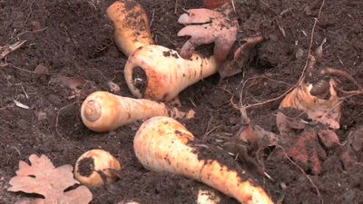 Verduras antiguas para no perder la biodiversidad en las huertas