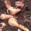 Verduras antiguas para no perder la biodiversidad en las huertas