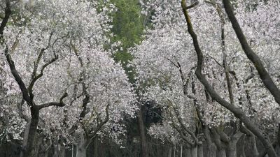 El esplendor de los 1.900 almendros en flor de la Quinta de los Molinos