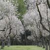 El esplendor de los 1.900 almendros en flor de la Quinta de los Molinos