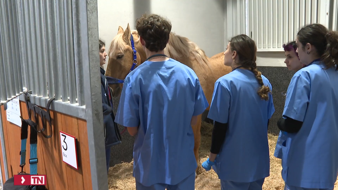 El Hospital Veterinario de la Universidad Europea de Madrid cumple su primer año