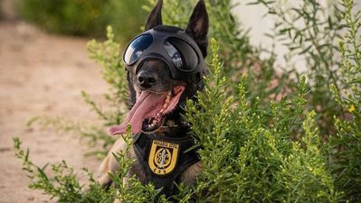 De buscar droga a buscar galletas, el merecido retiro dorado del agente canino Mike