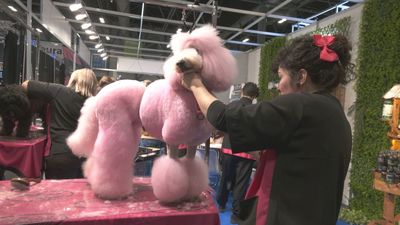 Ifema nos trae una feria con todo tipo de productos para el sector de los animales de compañía