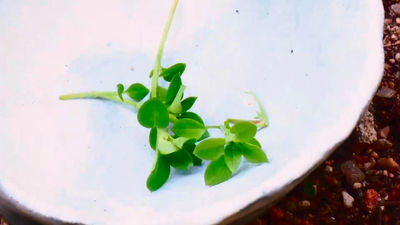 Malas hierbas para cocinar: ostras con estas plantas