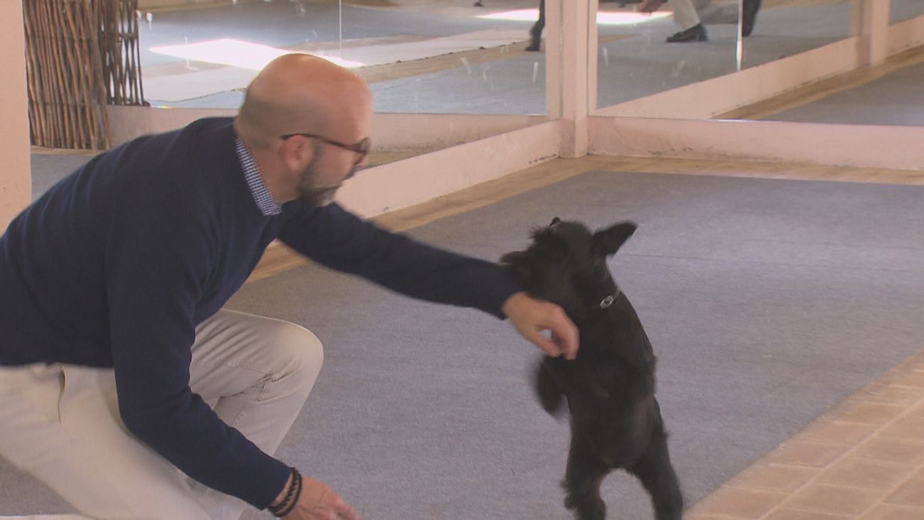 Criar de forma responsable a los perros: una afición y también un negocio