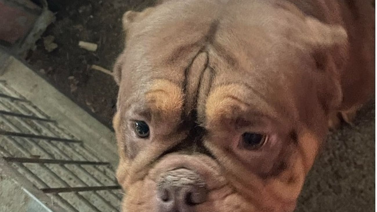 Investigados por mutilar a cincuenta cachorros de perro por razones estéticas