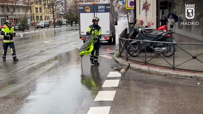 El divertido rescate de una cría de pavo real en plena calle de Madrid