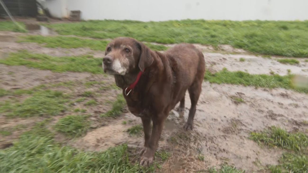 Animales con el agua al cuello en una protectora y caminos inundados, están afectando a muchos municipios Madrileños