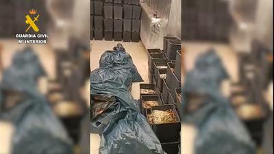 Cae una red de cultivo de marihuana en San Martín de Valdeiglesias: tres detenidos y 32 kilos incautados