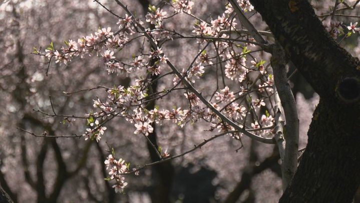 La Quinta de los Molinos / redacción