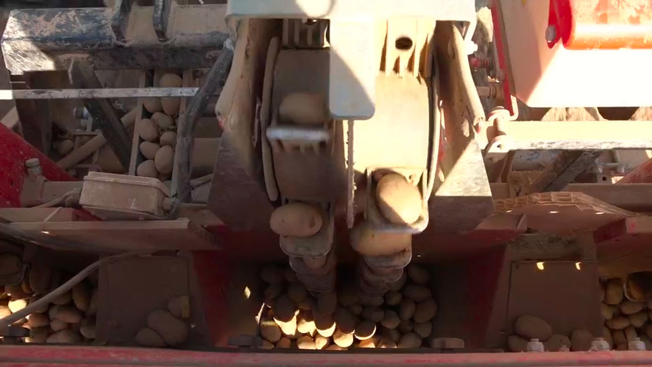 Sembramos las patatas más castizas y con las mejores máquinas: las chulaponas