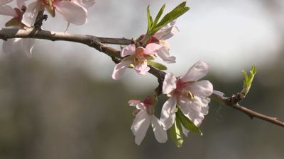 La efímera belleza de los almendros en flor en la Quinta de los Molinos