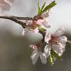La efímera belleza de los almendros en flor en la Quinta de los Molinos