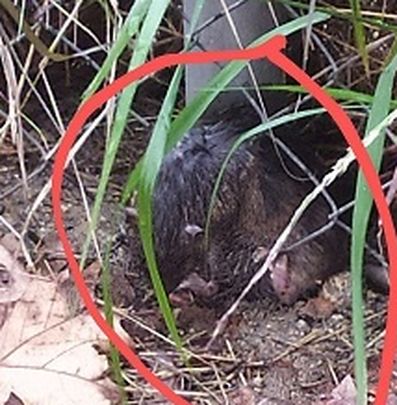 Ratas campan a sus anchas por las calles del barrio en la calle Puerto de Béjar / Asociación Vecinal Nuevo Legazpi