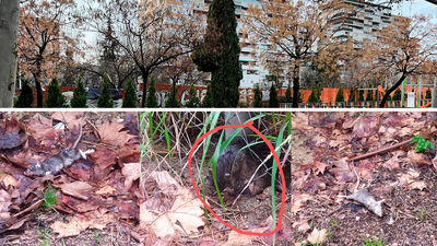 Vuelven las ratas al barrio de los Puertos de Legazpi