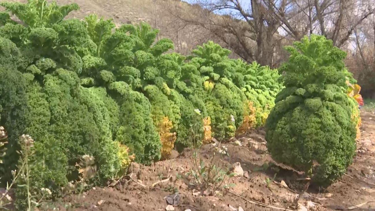 Ganaderos y agricultores preocupados: el río Tajuña amenaza con desbordarse