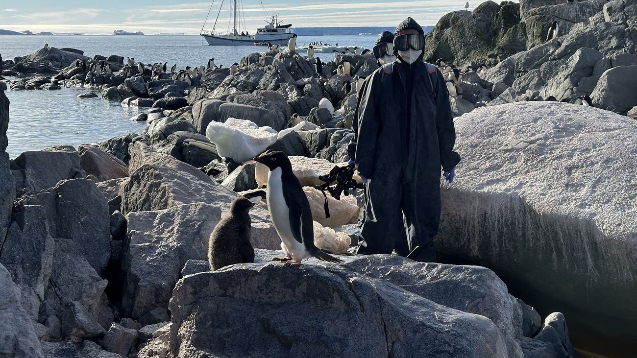 Científicos del CSIC investigando el contagio del virus de la gripe aviar en la Antártida