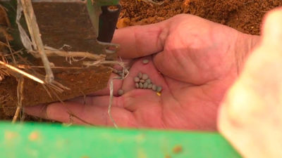 ¿Qué es el tempero del campo que tan importante es para sembrar lentejas pardinas?